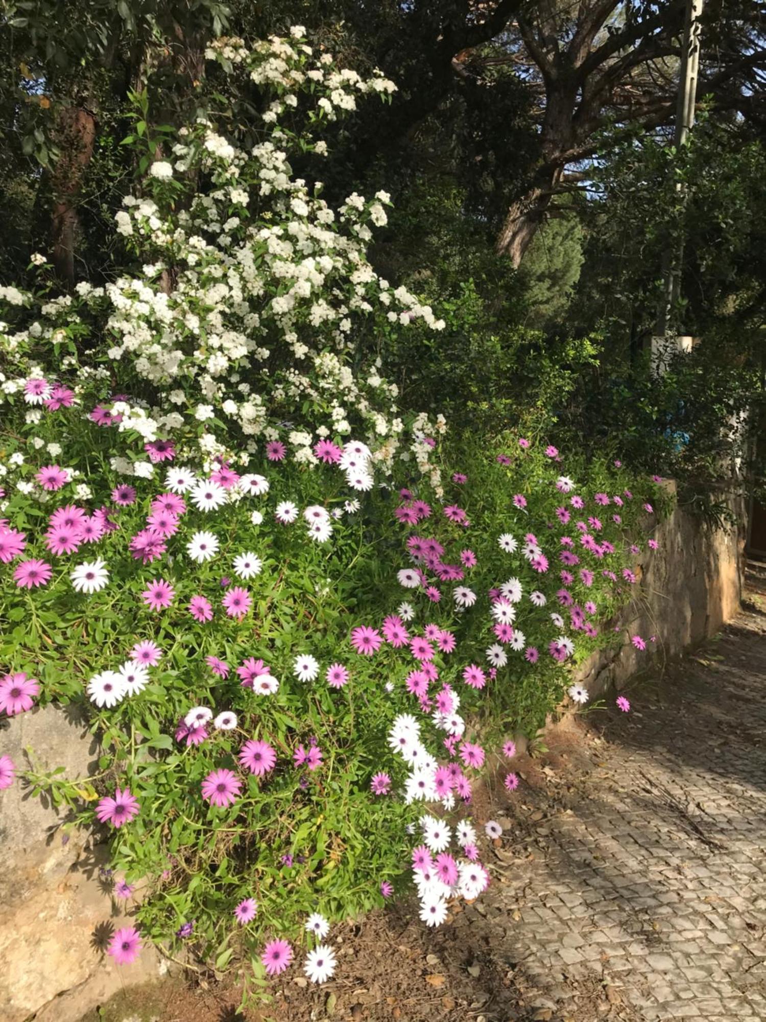 Quinta Dos Canais Setubal Ngoại thất bức ảnh